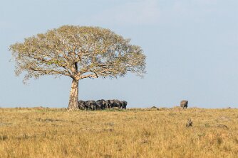 Elefanten, Masai Mara null