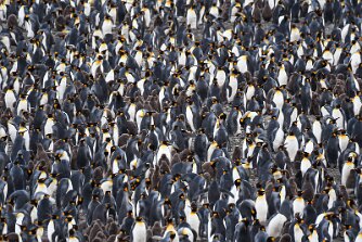 Königspinguine null