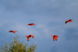 Scharlachsichler null